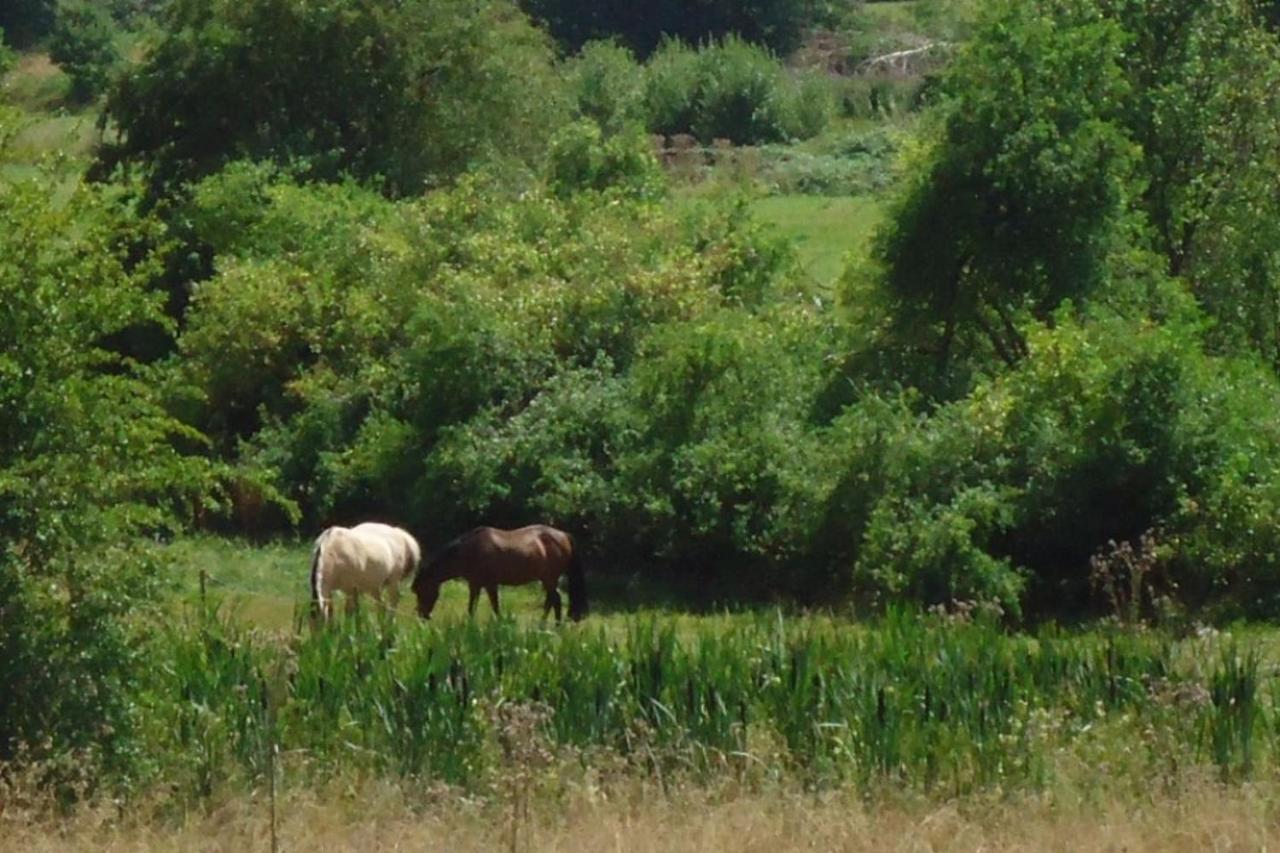 La Chouette Au Bouleau * Hargnies